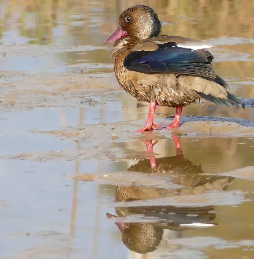 File:Brazilian Teal (Amazonetta brasiliensis) male.jpg