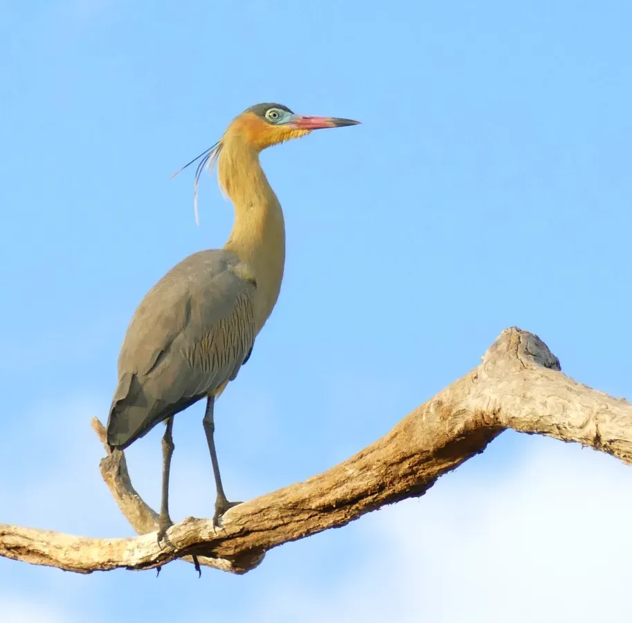 File:Whistling Heron (Syrigma sibilatrix).jpg