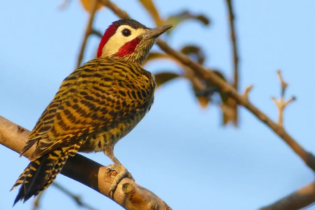 File:Green-barred Woodpecker (Colaptes melanochloros) male.jpg