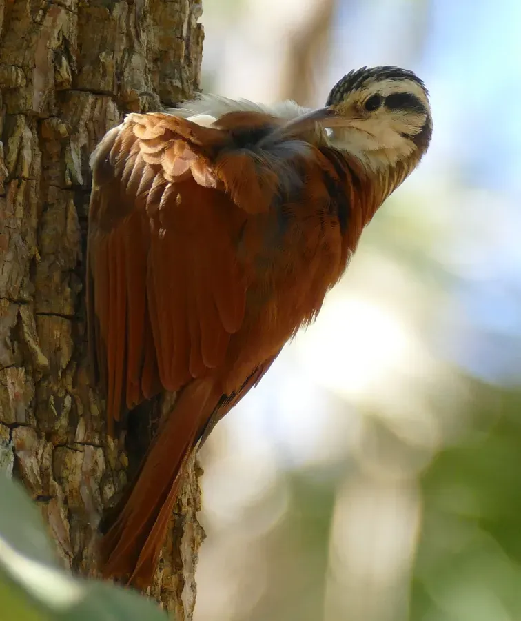 File:Narrow-billed Woodcreeper (Lepidocolaptes angustirostris) preening.jpg