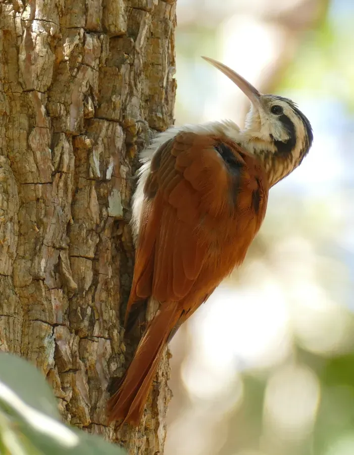File:Narrow-billed Woodcreeper (Lepidocolaptes angustirostris).jpg