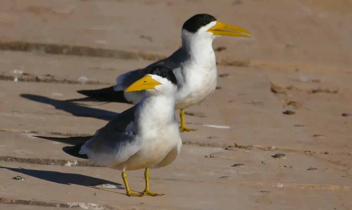 File:Large-billed Terns (Phaetusa simplex).jpg
