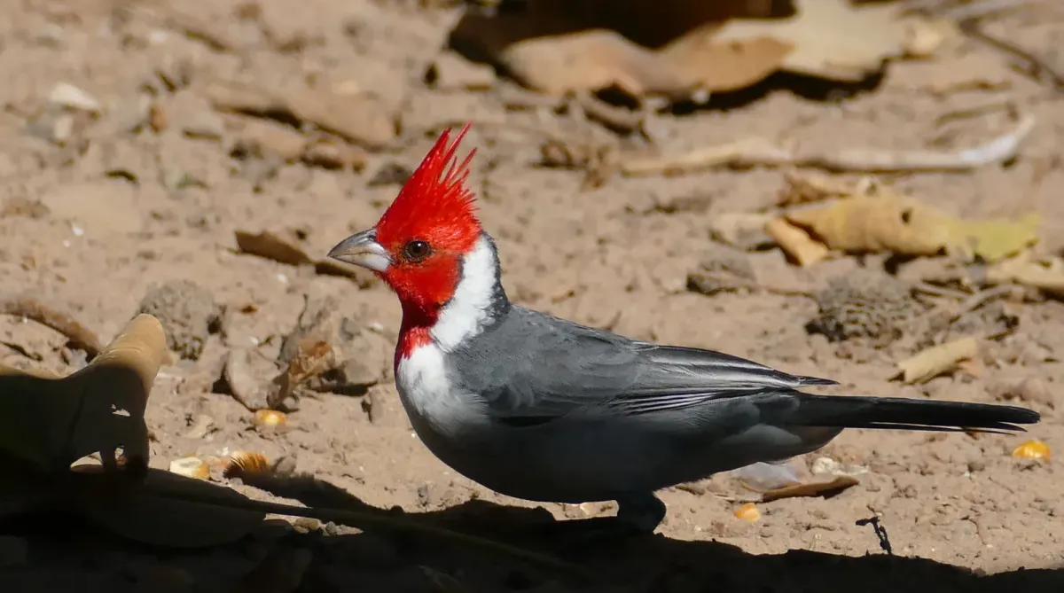 File:Red-crested Cardinal (Paroaria coronata) - 48242790201.jpg