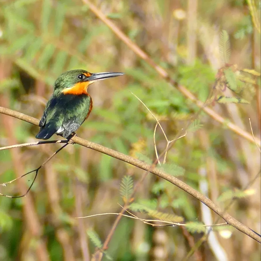 File:American Pygmy Kingfisher (Chloroceryle aenea) male.jpg