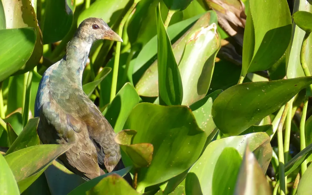 File:Purple Gallinule (Porphyrio martinica) immature.jpg