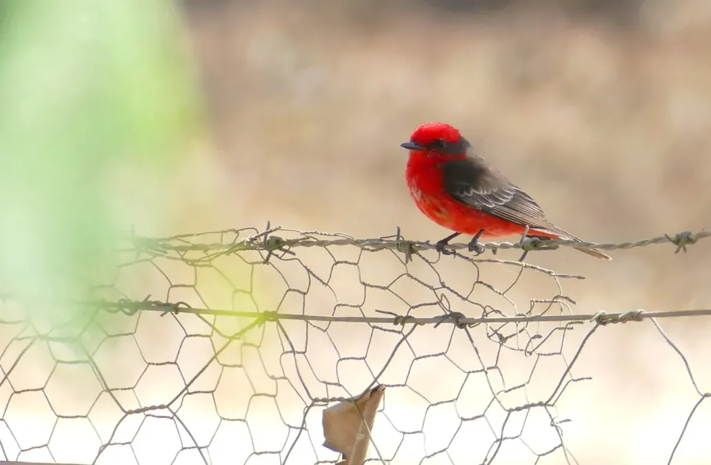File:Scarlet Flycatcher (Pyrocephalus rubinus) male.jpg