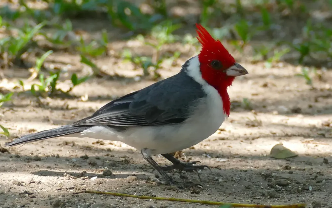File:Red-crested Cardinal (Paroaria coronata) - 48214749657.jpg