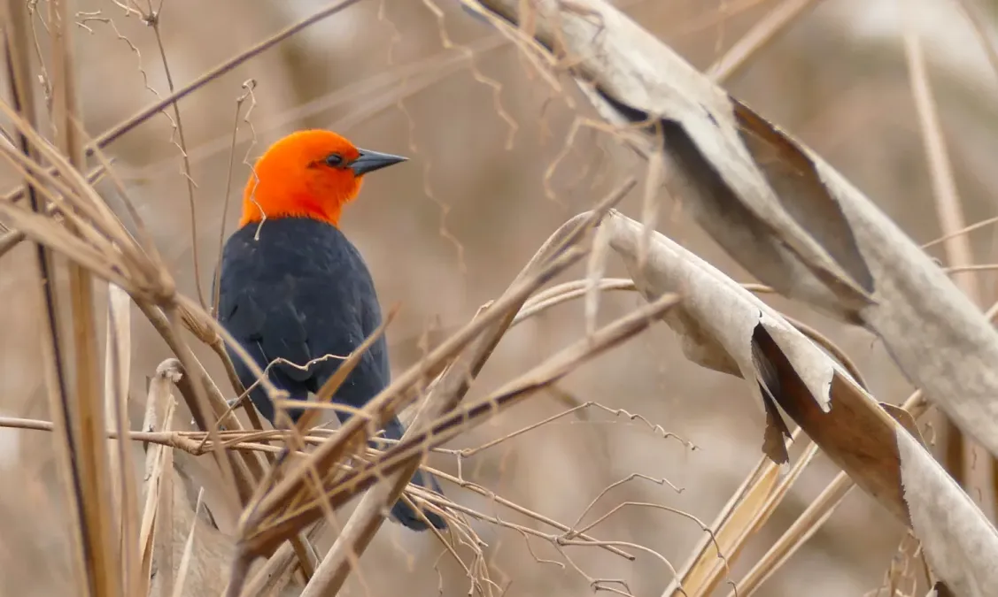 File:Scarlet-headed Blackbird (Amblyramphus holosericeus).jpg