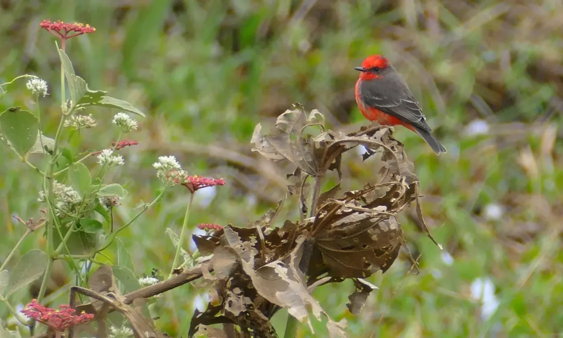 File:Scarlet Flycatcher (Pyrocephalus rubinus) male ... - 48208321992.jpg