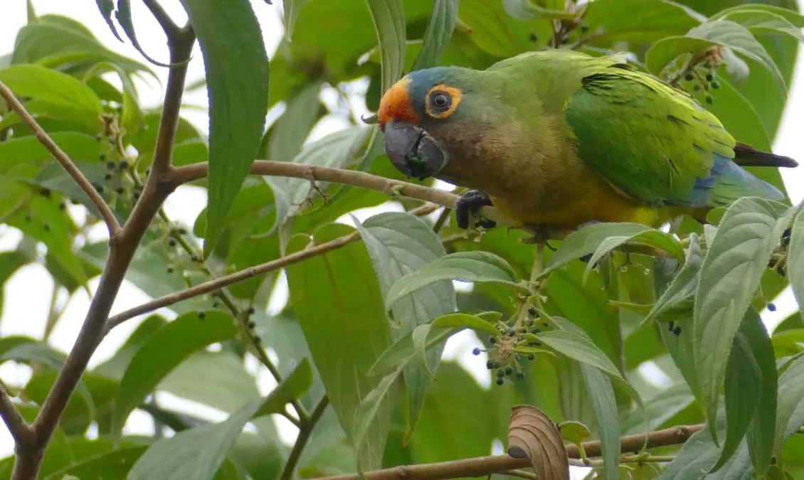 File:Peach-fronted Parakeet (Eupsittula aurea) feeding on small black fruits ... - 48205461866.jpg