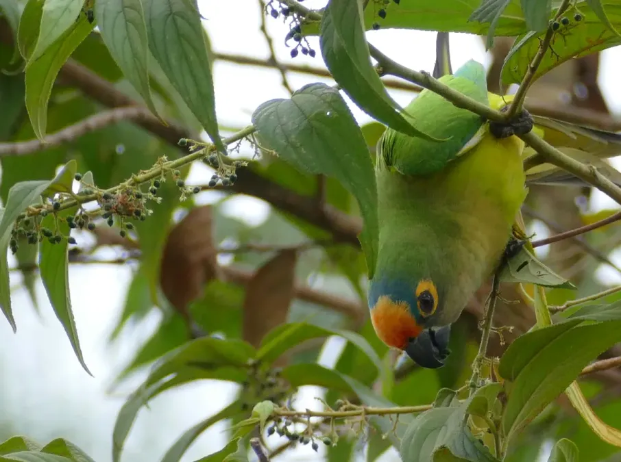 File:Peach-fronted Parakeet (Eupsittula aurea) feeding on small black fruits ... - 48205504522.jpg