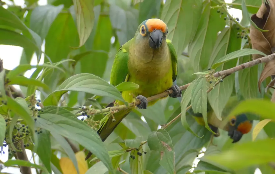 File:Peach-fronted Parakeets (Eupsittula aurea) feeding on small black fruits.jpg