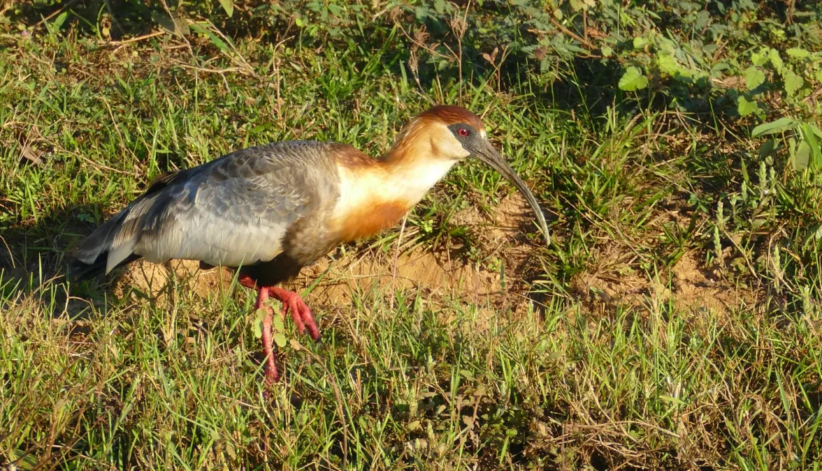 File:Buff-necked Ibis (Theristicus caudatus).jpg