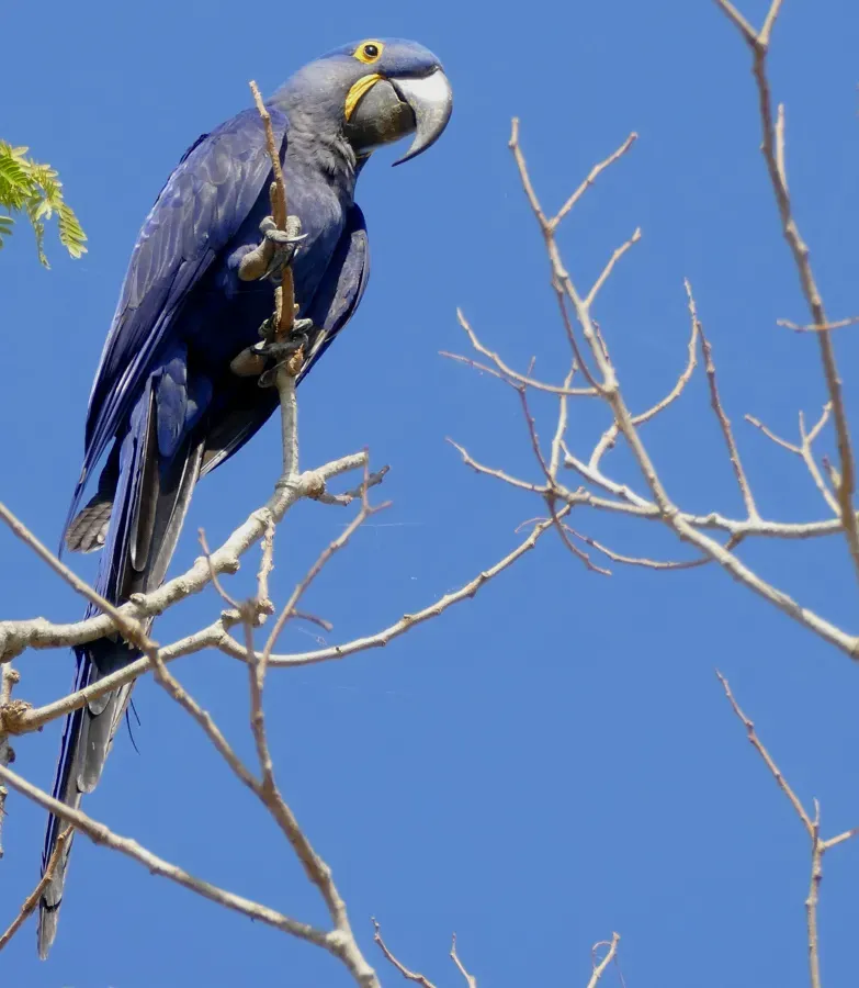 File:Hyacinth Macaw (Anodorhynchus hyacinthinus).jpg