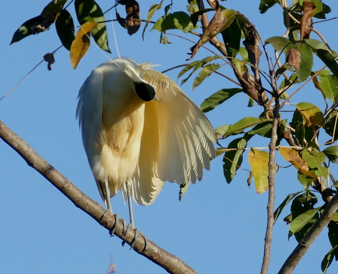 File:Capped Heron (Pilherodius pileatus) preening.jpg