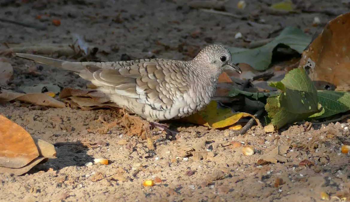 File:Scaled Dove (Columbina squammata) - 48172265552.jpg