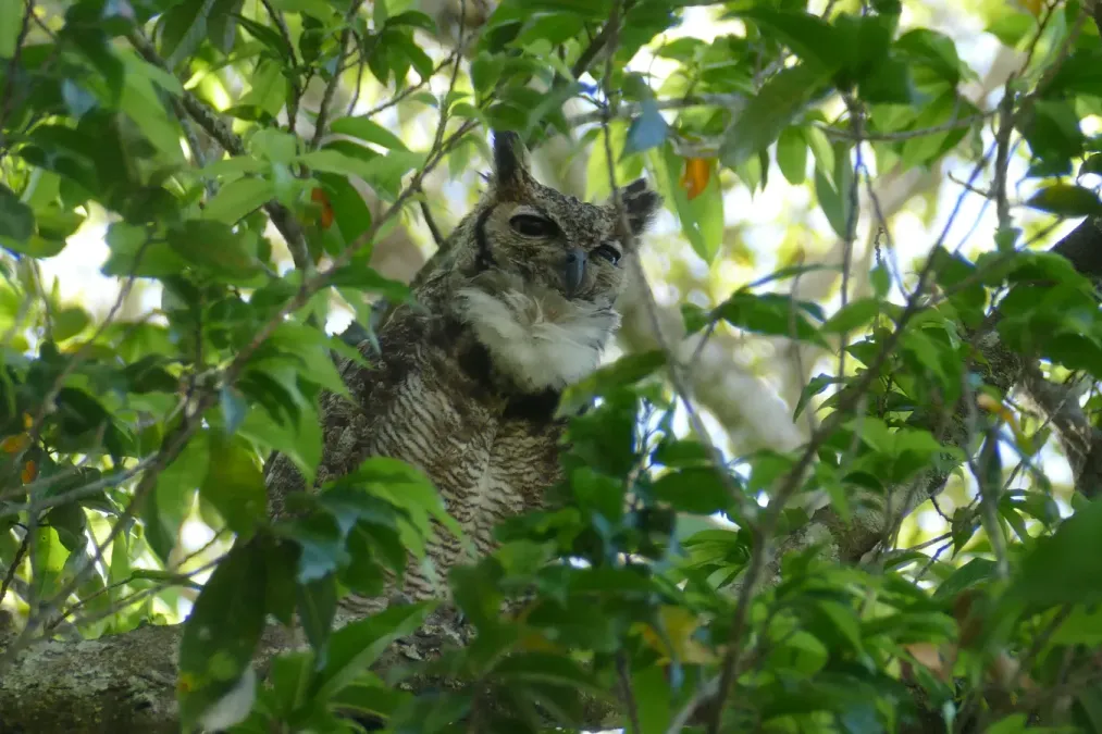 File:Great Horned Owl (Bubo virginianus).jpg