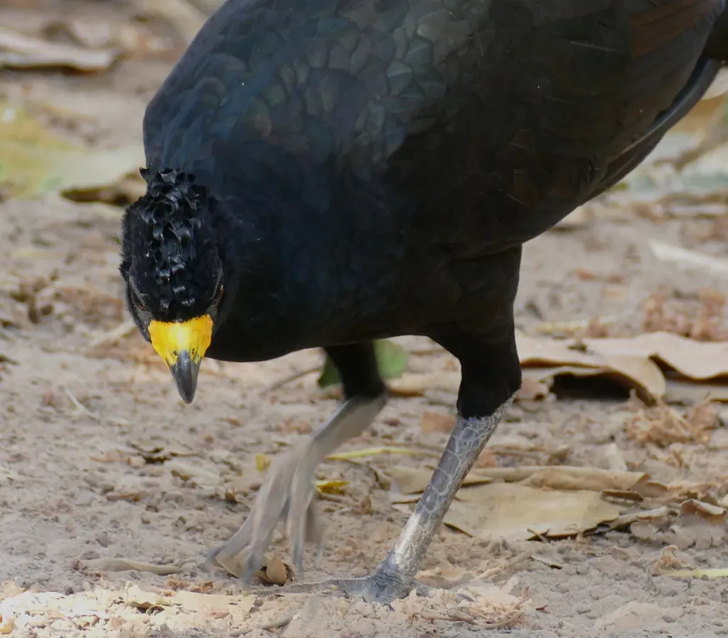 File:Bare-faced Curassow (Crax fasciolata) male.jpg