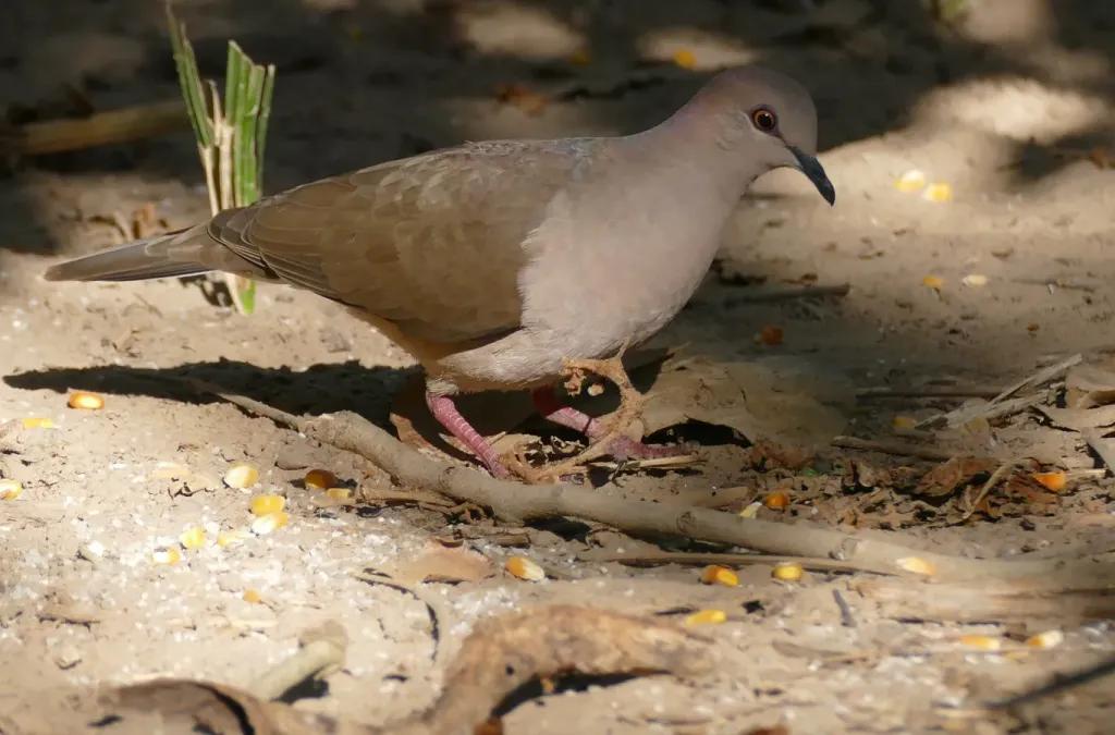 File:White-tipped Dove (Leptotila verreauxi).jpg