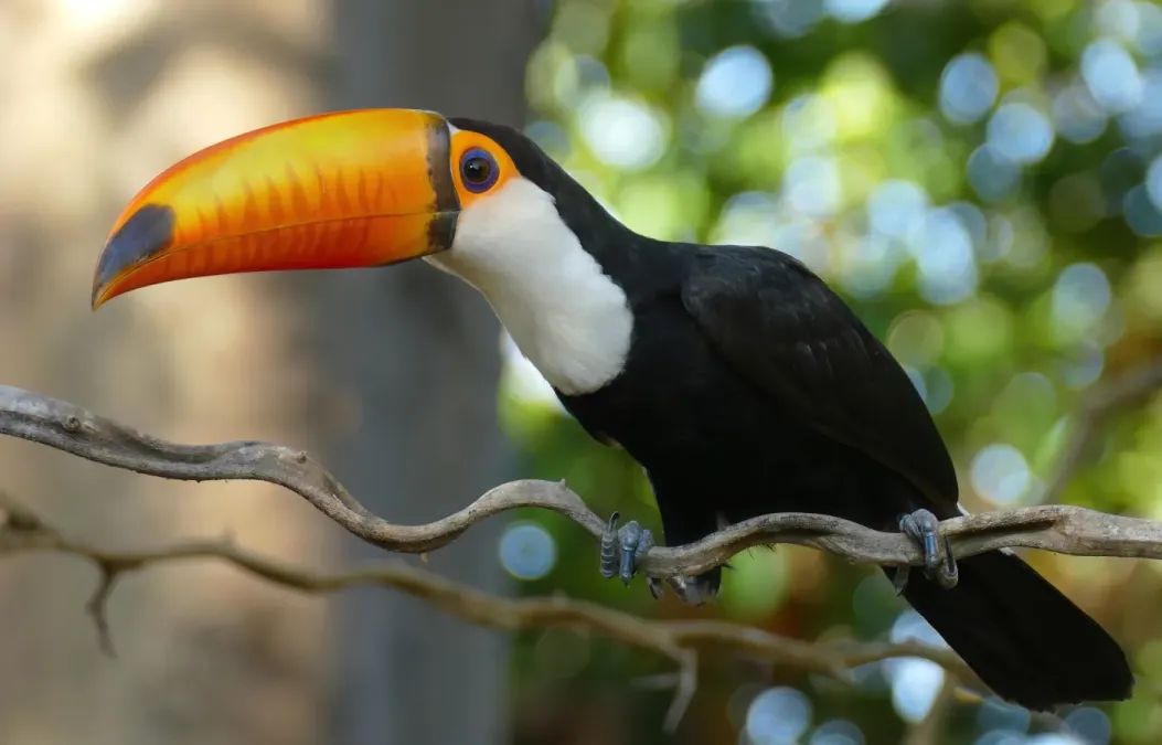 File:Toco Toucan (Ramphastos toco) - 48153967707.jpg