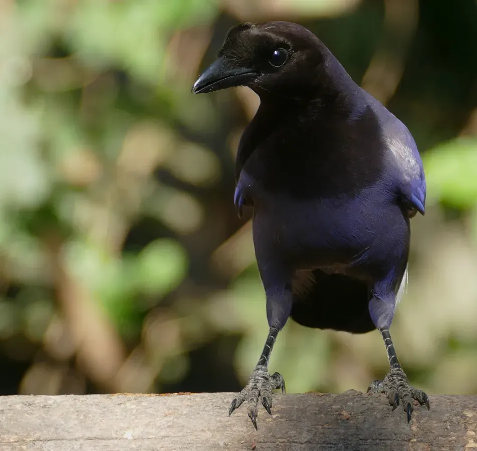 File:Purplish Jay (Cyanocorax cyanomelas).jpg