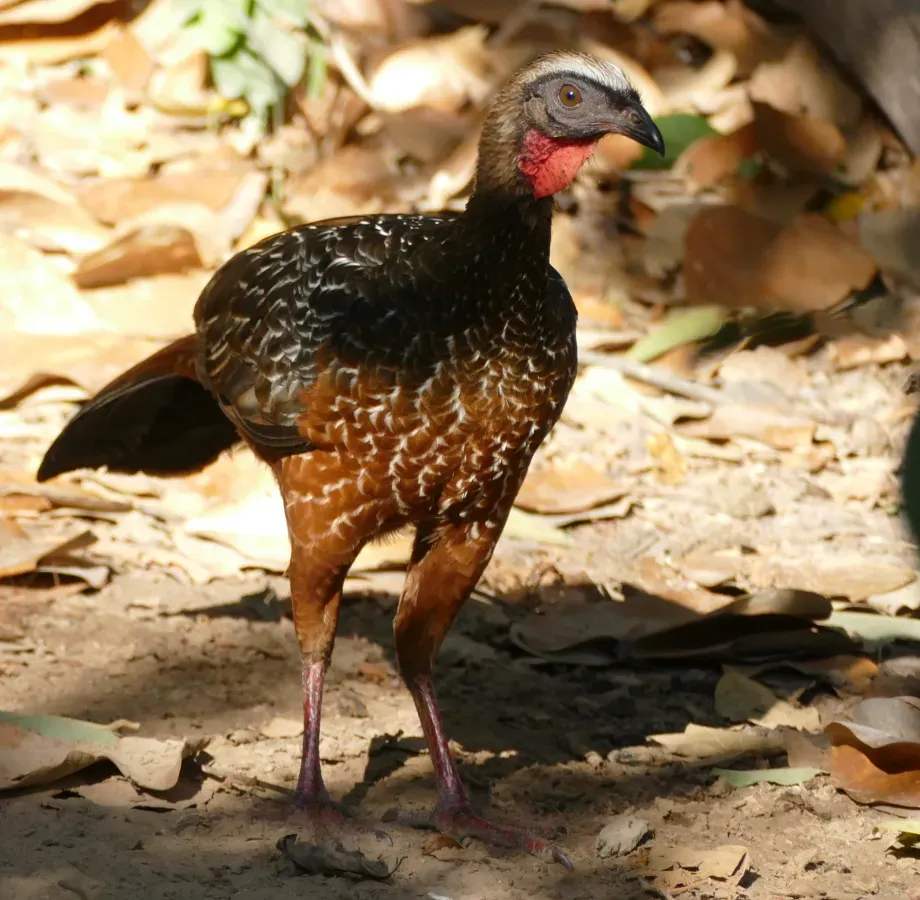File:Chestnut-bellied Guan (Penelope ochrogaster) - 48153562526.jpg