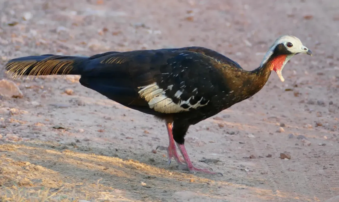 File:Red-throated Piping Guan (Pipile cujubi).jpg