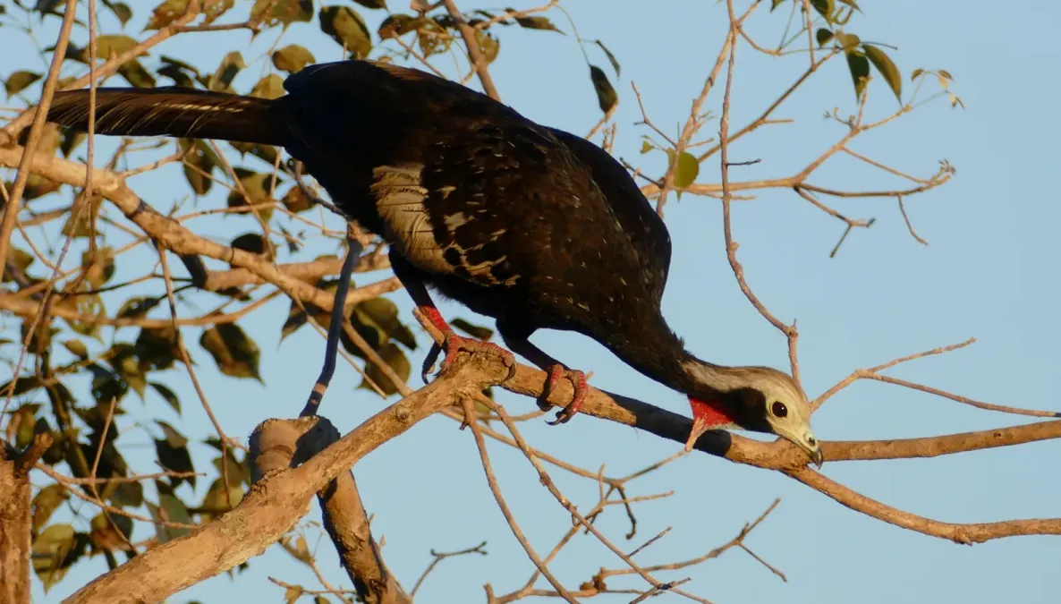 File:Red-throated Piping Guan (Pipile cujubi) - 48147524637.jpg