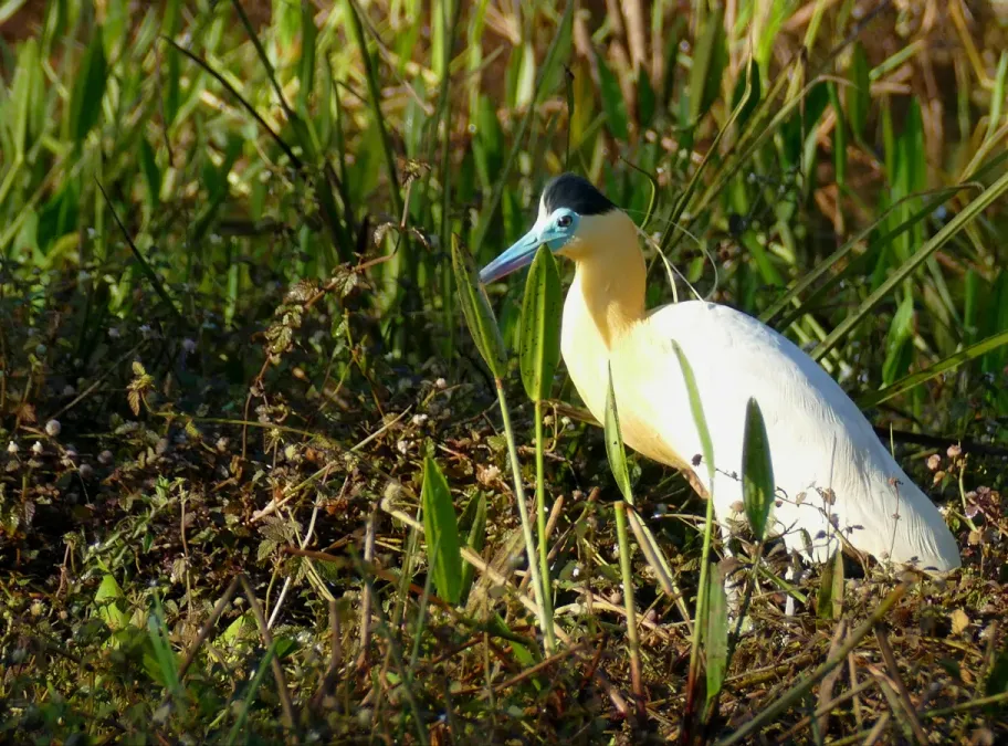 File:Capped Heron (Pilherodius pileatus) - 48143866001.jpg