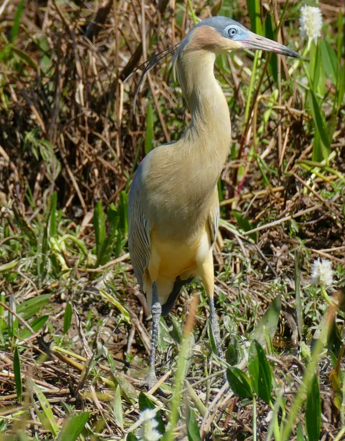 File:Whistling Heron (Syrigma sibilatrix) - 48139150316.jpg