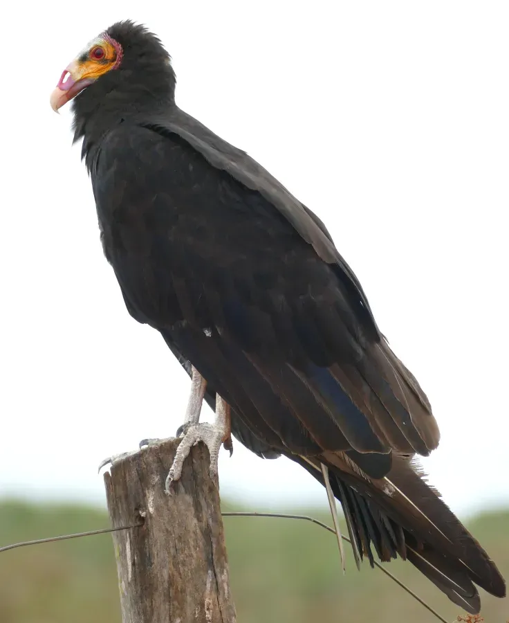 File:Lesser Yellow-headed Vulture (Cathartes burrovianus) - 48139152782.jpg