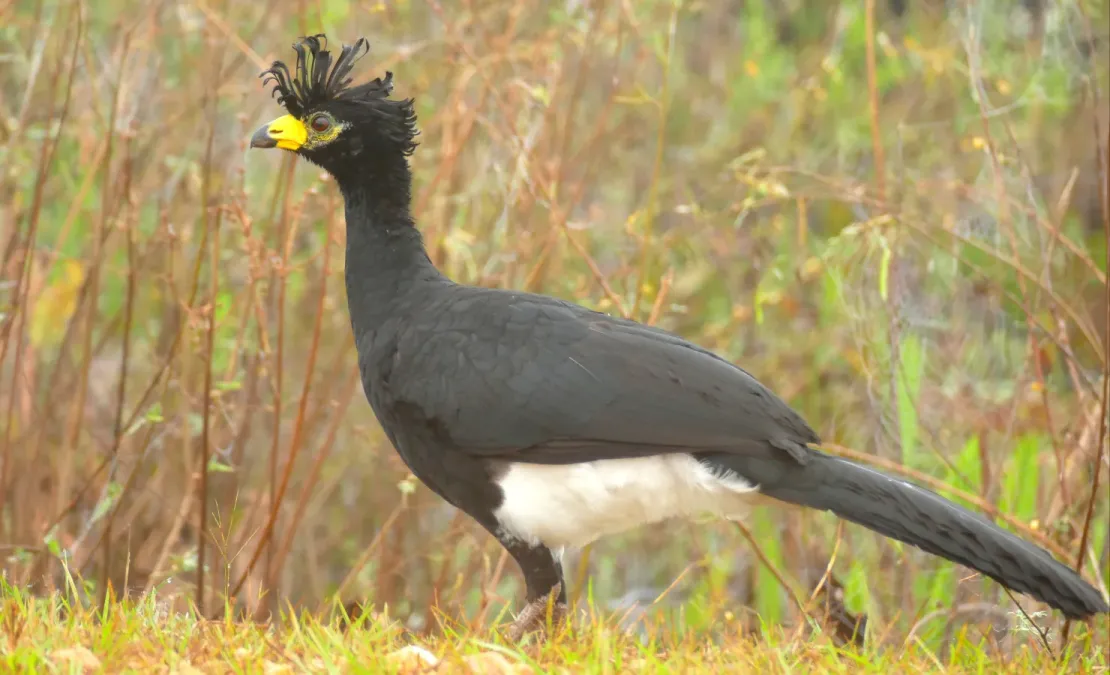 File:Bare-faced Curassow (Crax fasciolata) male ... - 48138929841.jpg