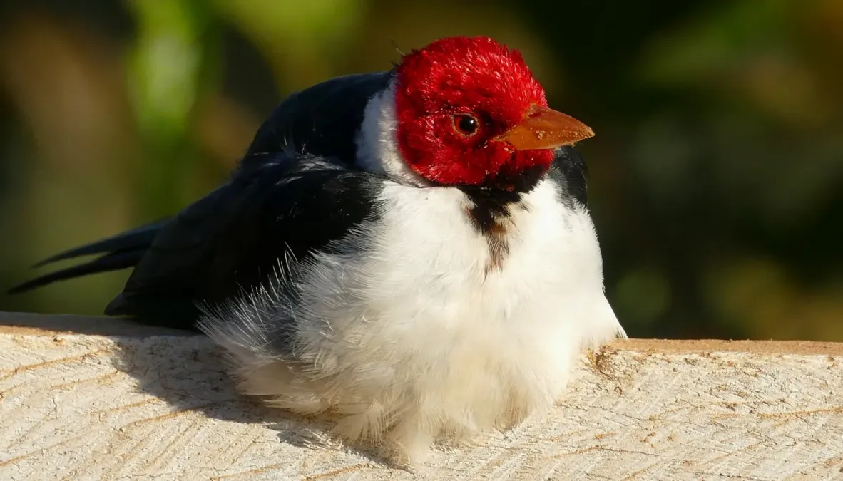File:Yellow-billed Cardinal (Paroaria capitata).jpg
