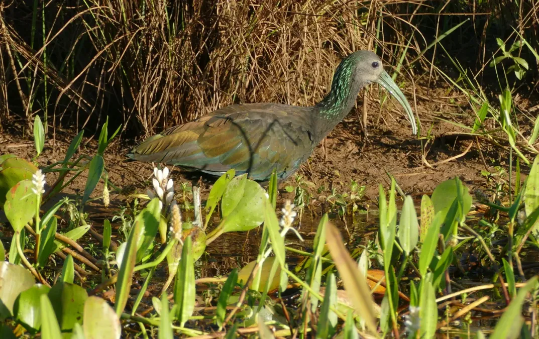 File:Green Ibis (Mesembrinibis cayennensis) - 48128022052.jpg