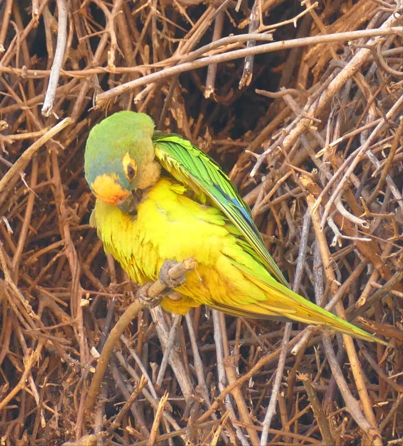 File:Peach-fronted Parakeet (Eupsittula aurea) preening.jpg