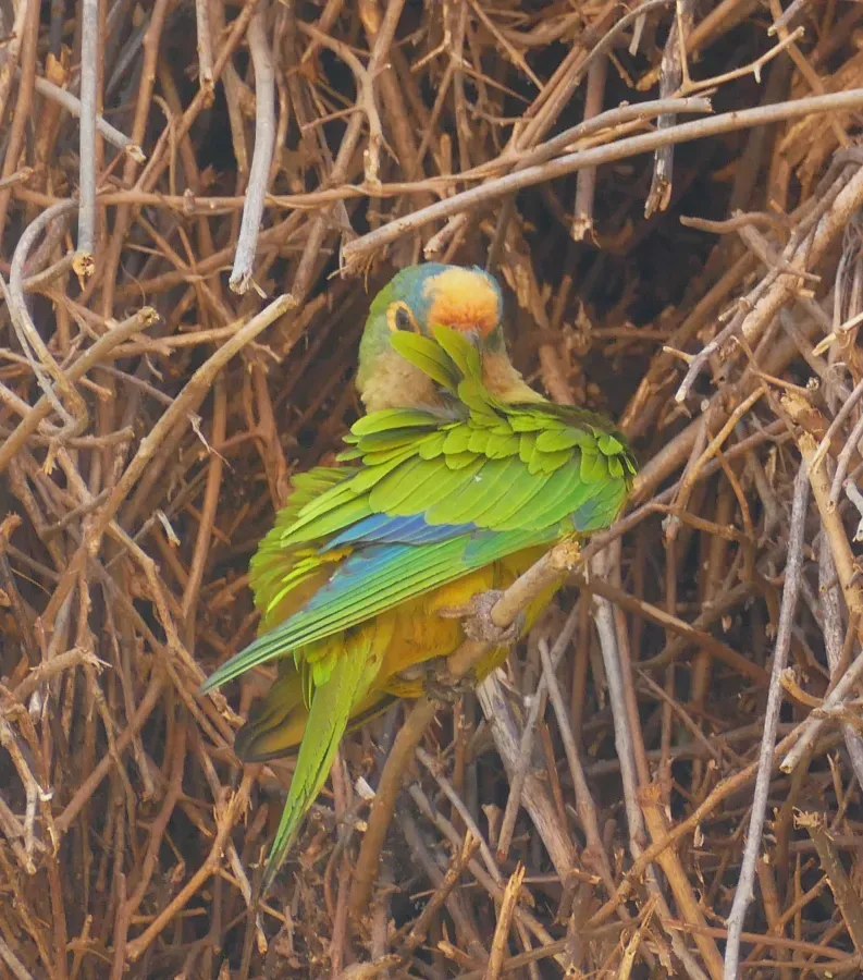 File:Peach-fronted Parakeet (Eupsittula aurea) preening ... - 48116745043.jpg