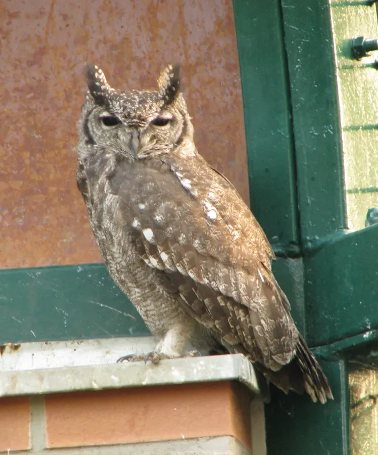 File:Bubo cinerascens.jpg