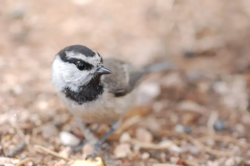 File:Poecile gambeli Grand Canyon.jpg