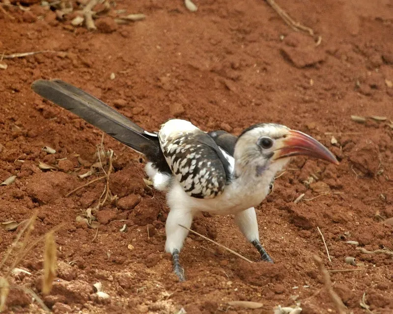 File:Red-billed Hornbill (Tockus erythrorhynchus) 1.jpg