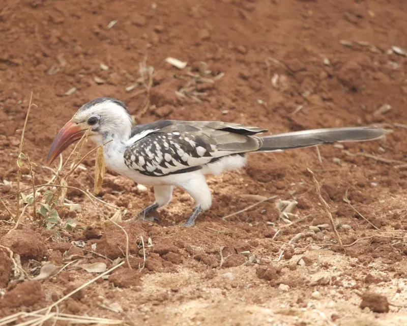 File:Red-billed Hornbill (Tockus erythrorhynchus) 2.jpg