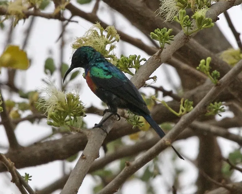 File:Red-chested Sunbird (Cinnyris erythrocercus).jpg
