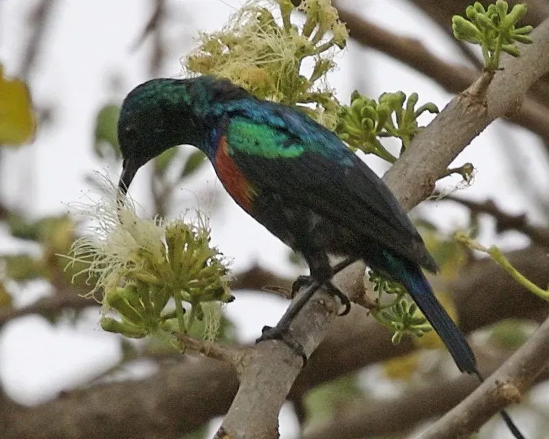 File:Red-chested Sunbird (Cinnyris erythrocercus) male.jpg