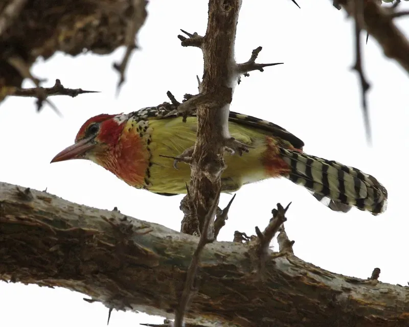 File:Red-and-yellow Barbet (Trachyphonus erythrocephalus).jpg