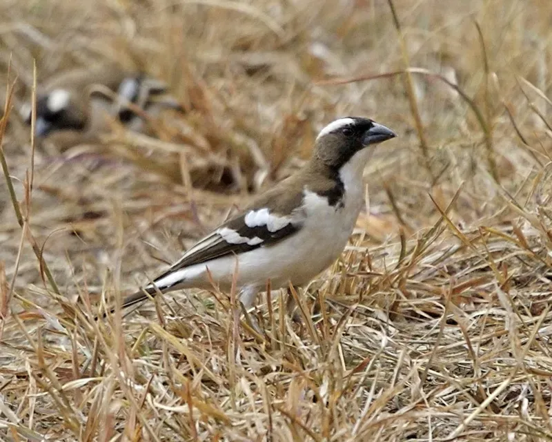 File:White-browed Sparrow-Weaver (Plocepasser mahali) 5.jpg