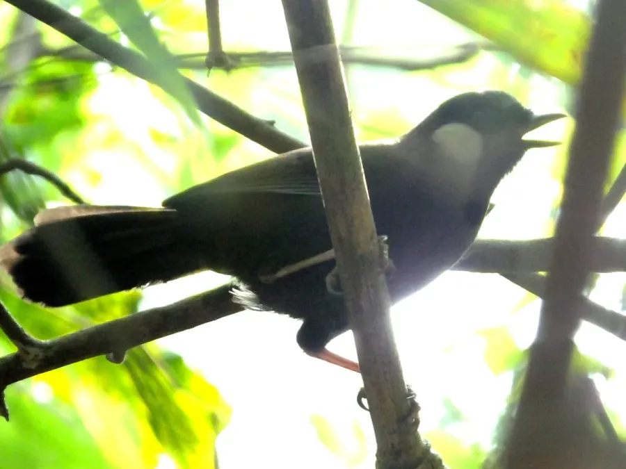 File:Pterorhinus chinensis (14057972711).jpg