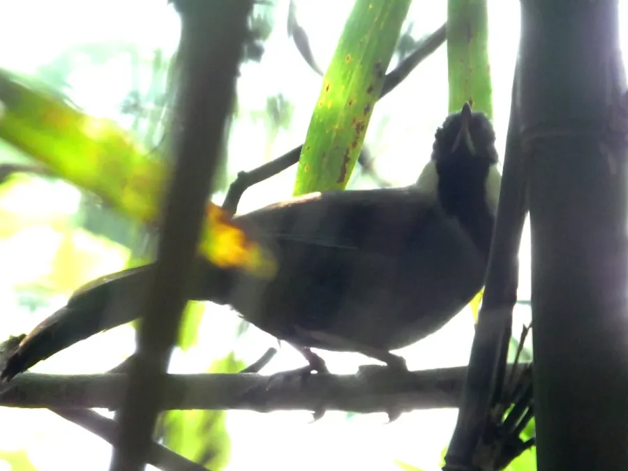 File:Pterorhinus chinensis (14057974151).jpg