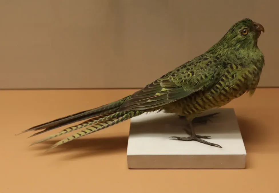 File:Taxidermied Pezoporus wallicus.JPG