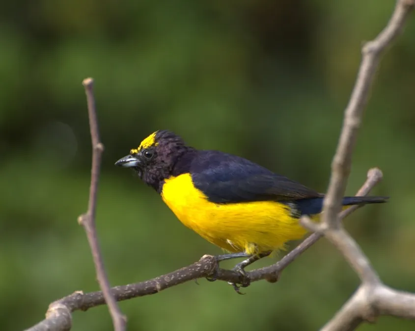 File:Euphonia chlorotica -Piraju-SP -Brasil-8a.jpg