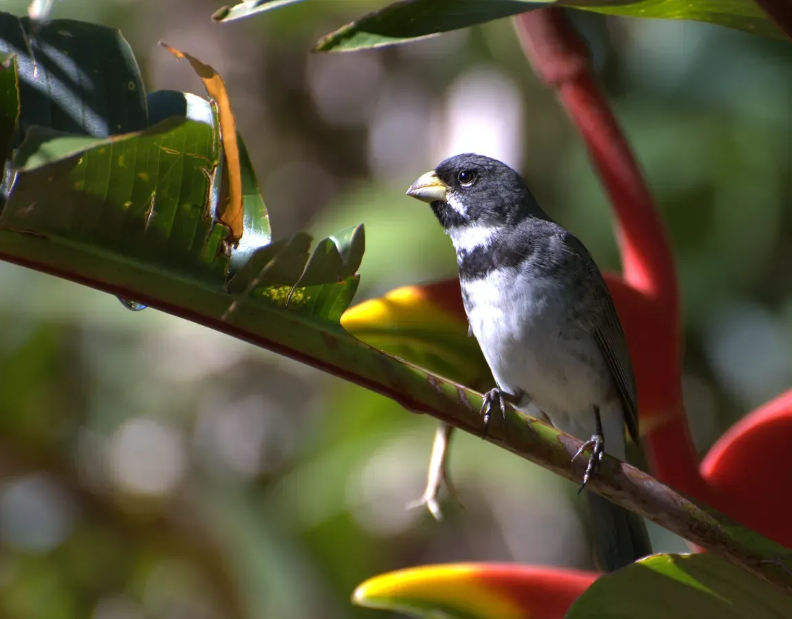 File:Sporophila caerulescens -Piraju-SP -Brazil -male-8a.jpg