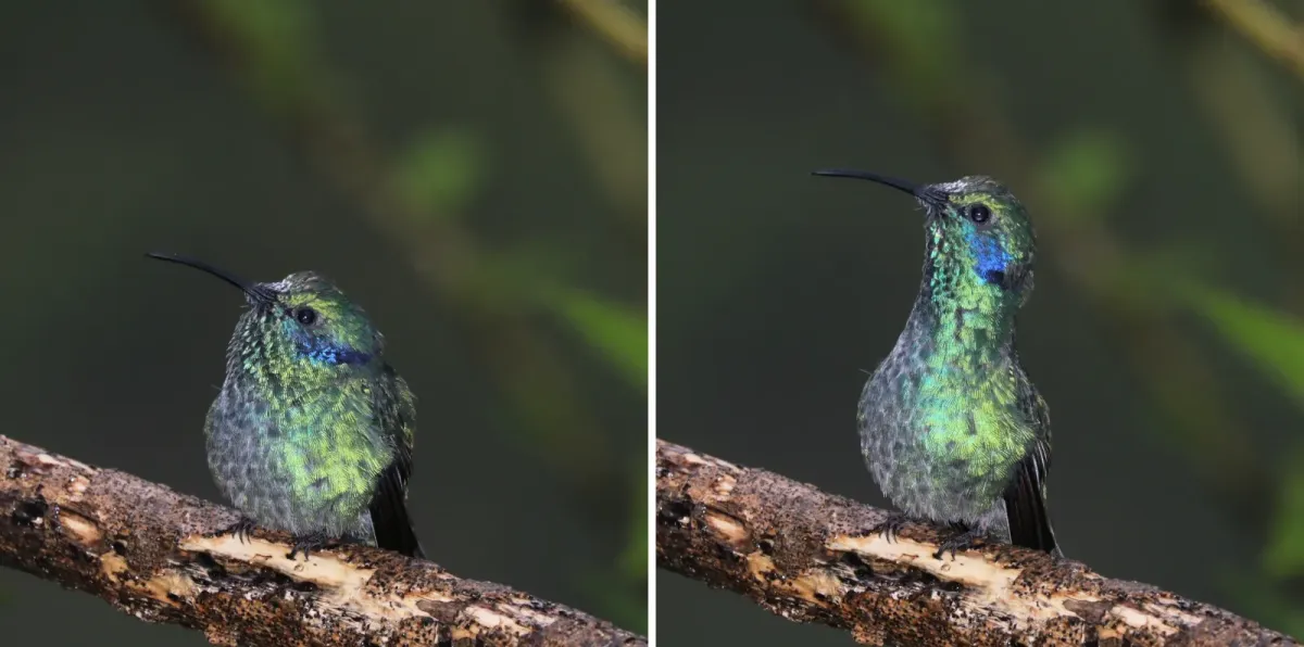 File:Lesser violetear (Colibri cyanotus) composite.jpg